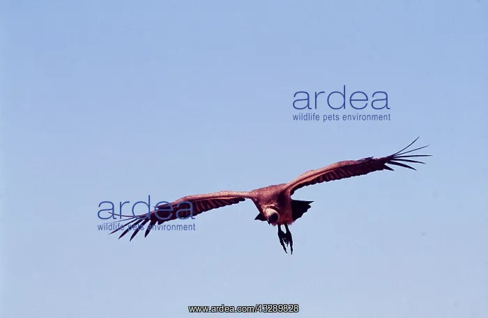 : African White-backed VULTURE - in flight : African White-backed VULTURE - in flight