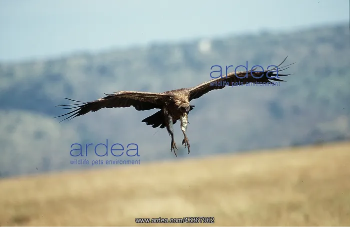 : African White-backed VULTURE - in flight : African White-backed VULTURE - in flight