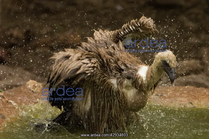 : African White-Backed Vulture - Having a bath after feeding : African White-Backed Vulture - Having a bath after feeding