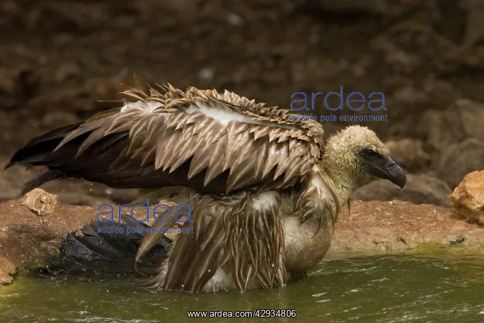 : African White-Backed Vulture - Having a bath after feeding : African White-Backed Vulture - Having a bath after feeding