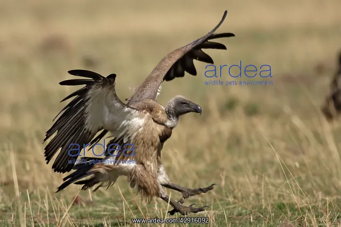 : African White-backed Vulture - landing : African White-backed Vulture - landing