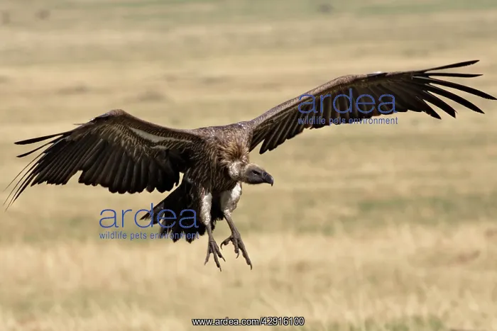 : African White-backed Vulture - landing : African White-backed Vulture - landing