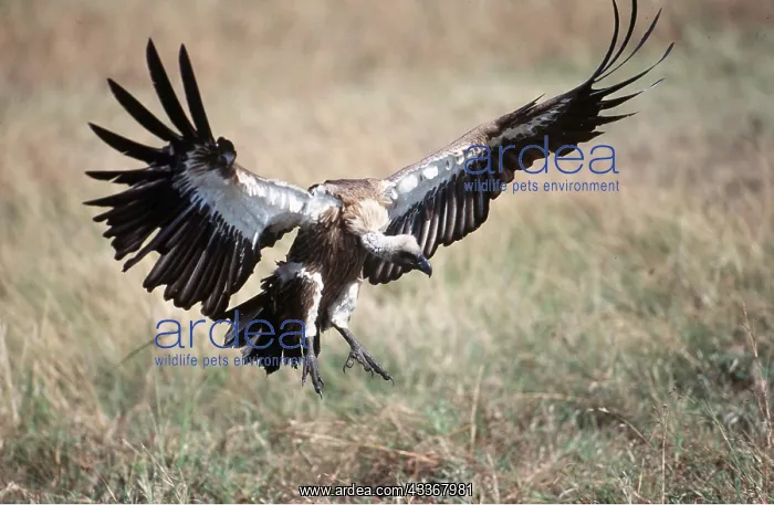 : African White-backed VULTURE - landing : African White-backed VULTURE - landing