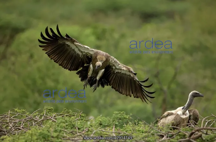 : African White-Backed Vulture - Landing on tree : African White-Backed Vulture - Landing on tree