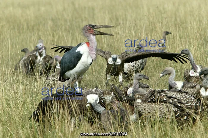  : African White-backed Vulture with Marabou Stork