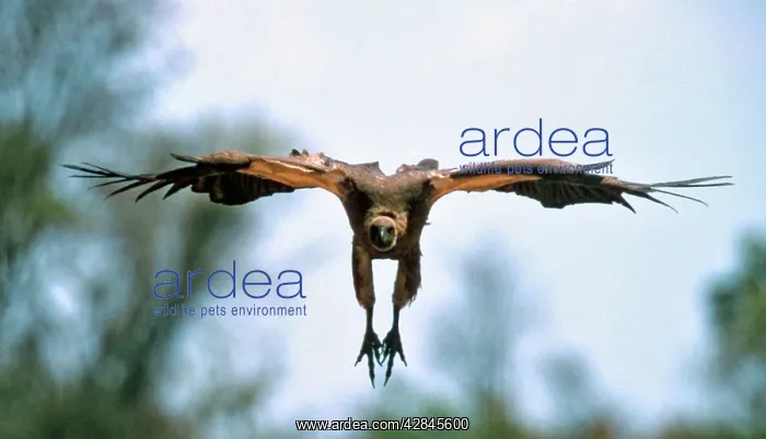 : African White-backed VULTURE - preparing to land : African White-backed VULTURE - preparing to land