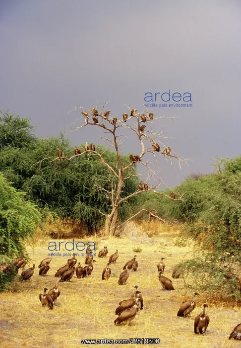: African White-backed Vulture - waiting near kill : African White-backed Vulture - waiting near kill