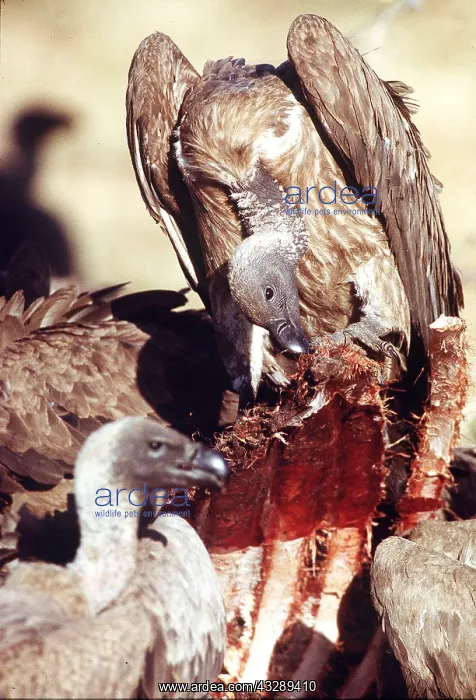 : African White-backed VULTURE - x two, feeding on carcass