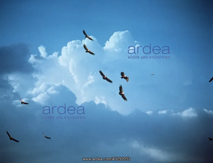 : African white-backed VULTURES - in flight : African white-backed VULTURES - in flight