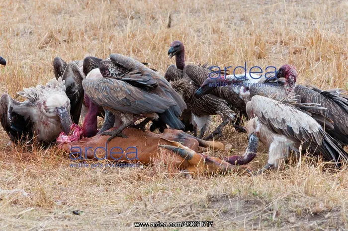 : African white-backed vultures (Gyps africanus) : African white-backed vultures (Gyps africanus)