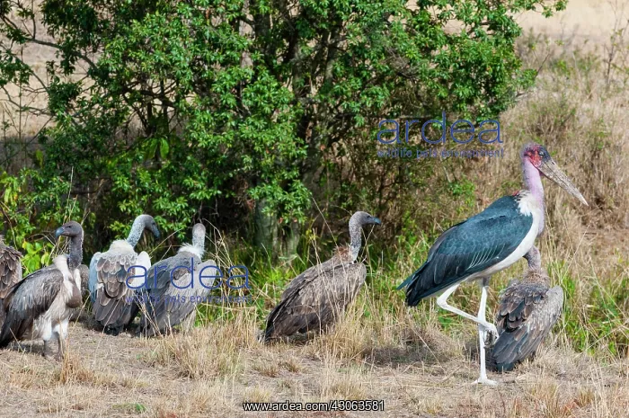 : African white-backed vultures (Gyps africanus) : African white-backed vultures (Gyps africanus)