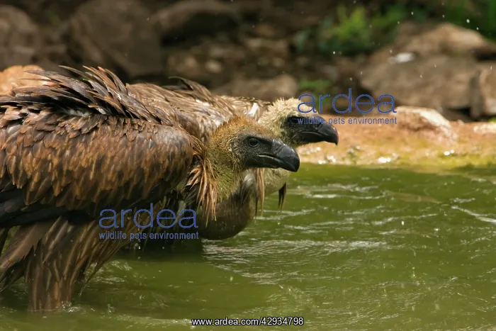 : African White-Backed Vultures - Having a drink : African White-Backed Vultures - Having a drink