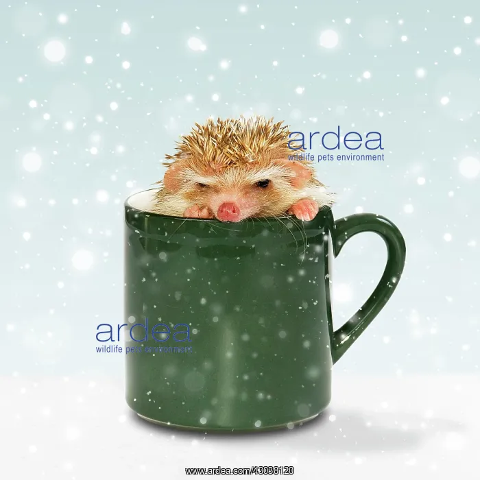 : African white-bellied hedgehog in a cup : African white-bellied hedgehog in a cup