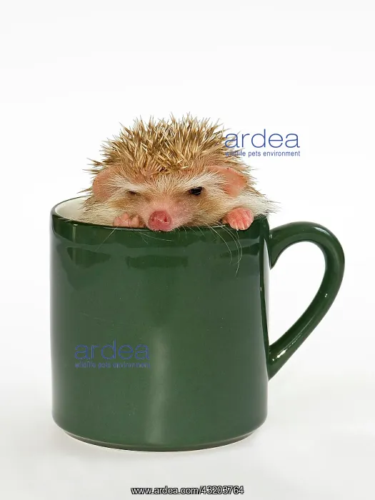 : African white-bellied hedgehog in a cup
