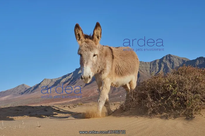  : African wild ass (Equus africanus asinus ) at the