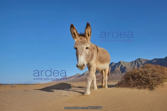  : African wild ass (Equus africanus asinus ) at the