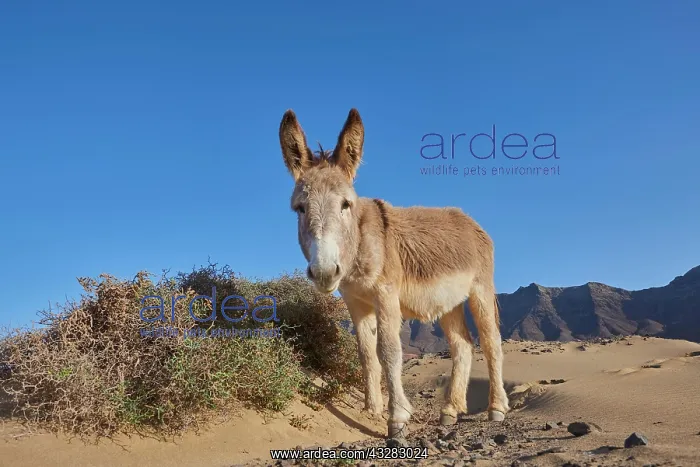 : African wild ass (Equus africanus asinus ) at the : African wild ass (Equus africanus asinus ) at the