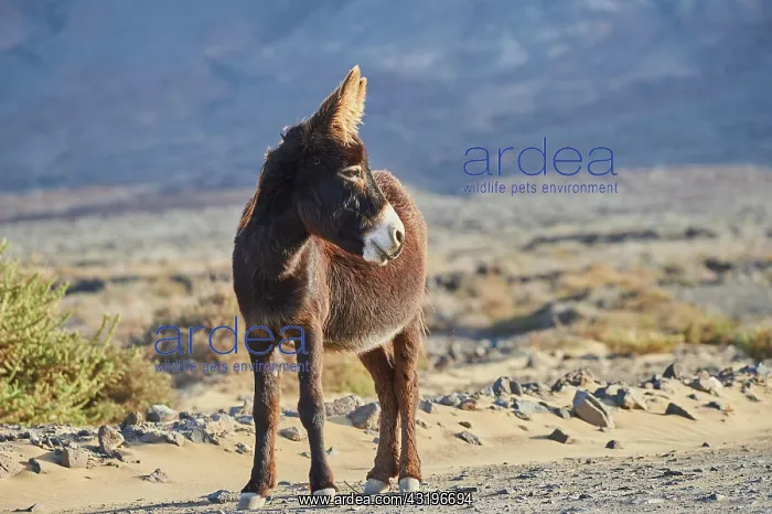 : African wild ass (Equus africanus asinus ) in barren : African wild ass (Equus africanus asinus ) in barren