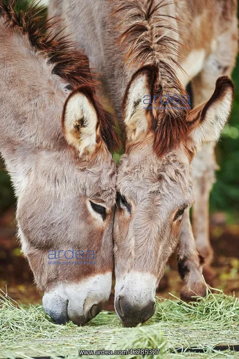 : Two African wild asses (Equus africanus asinus) : Two African wild asses (Equus africanus asinus)