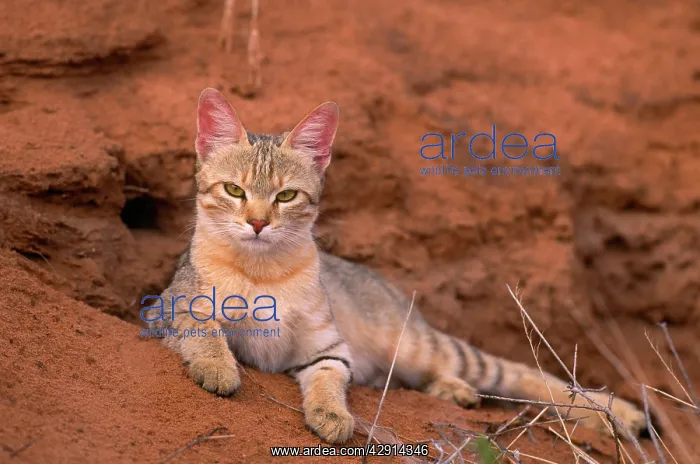 : African Wild Cat : African Wild Cat