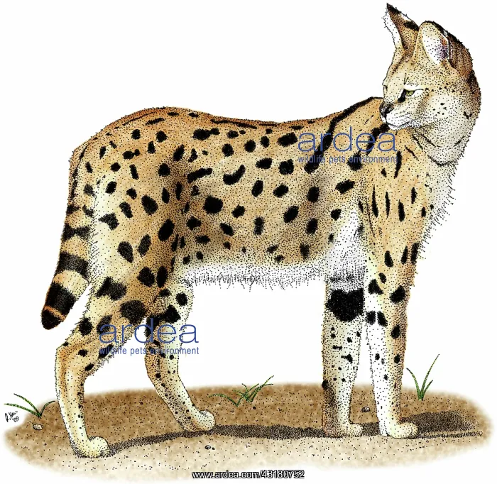 : African Wild Cat : African Wild Cat