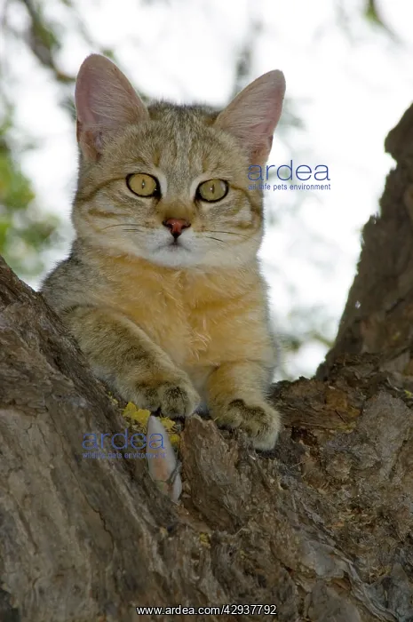 : African Wild Cat - Kitten sheltering in camelthorn : African Wild Cat - Kitten sheltering in camelthorn