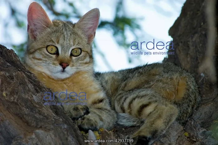 : African Wild Cat - Kitten sheltering in camelthorn : African Wild Cat - Kitten sheltering in camelthorn