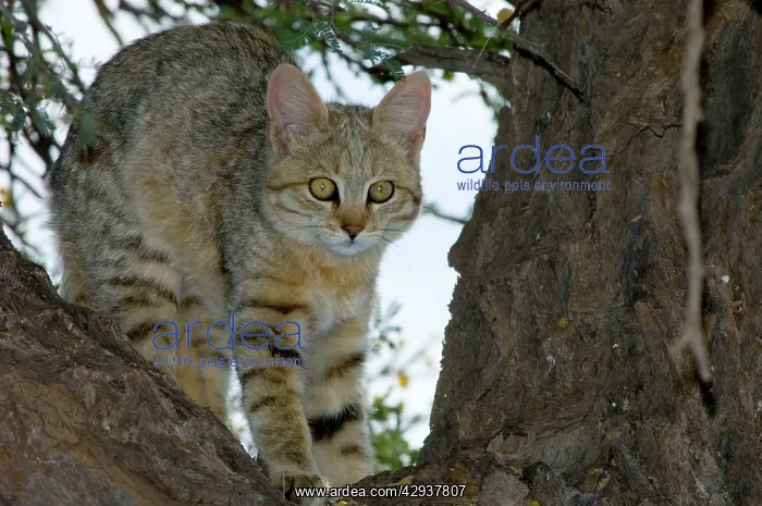 : African Wild Cat - Kitten sheltering in camelthorn : African Wild Cat - Kitten sheltering in camelthorn