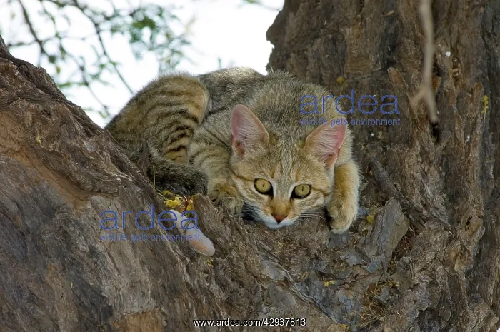 : African Wild Cat - Kitten sheltering in camelthorn : African Wild Cat - Kitten sheltering in camelthorn