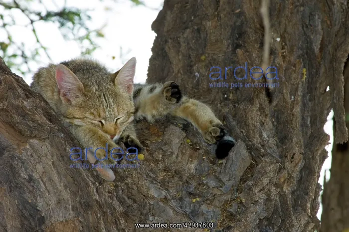 : African Wild Cat - Kitten sleeping in camelthorn : African Wild Cat - Kitten sleeping in camelthorn