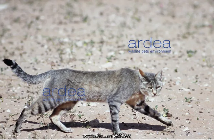 : AFRICAN WILD CAT- prowling walk : AFRICAN WILD CAT- prowling walk