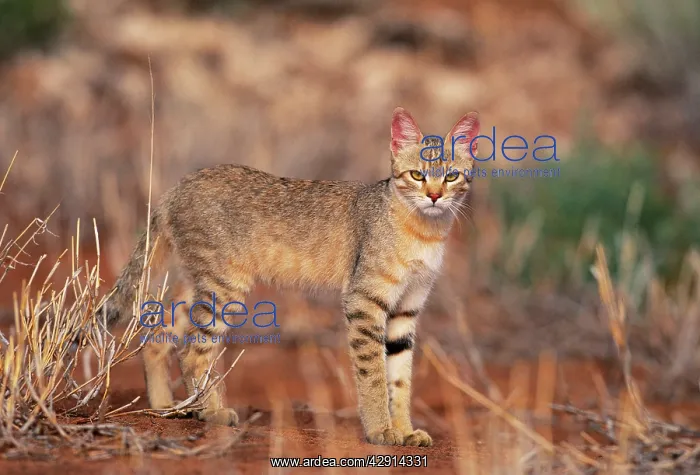 : African WILD CAT - standing : African WILD CAT - standing