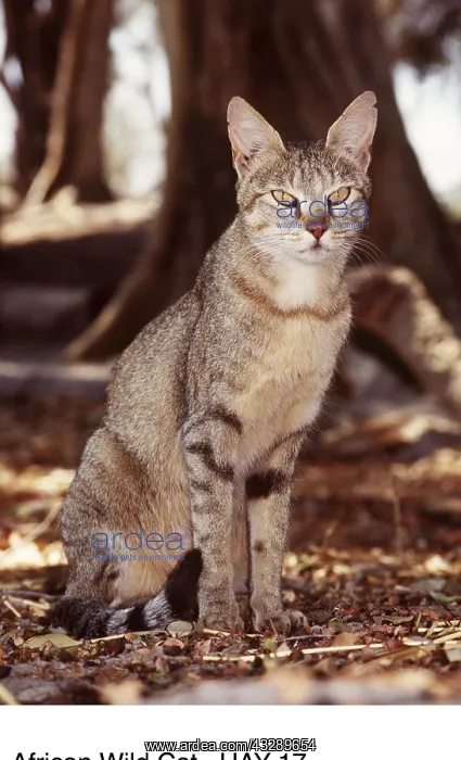 : AFRICAN WILD CAT - by tree : AFRICAN WILD CAT - by tree