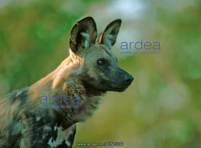 : African Wild Dog : African Wild Dog