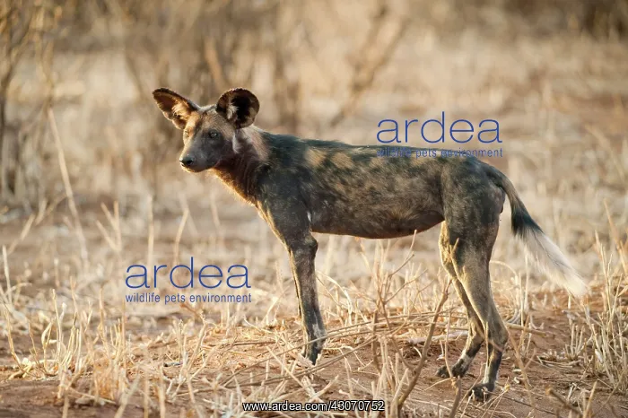  : African Wild Dog