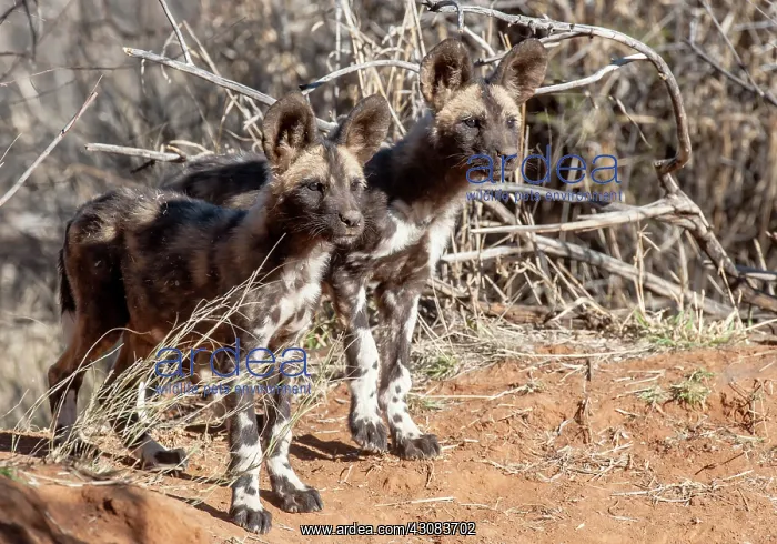 : African Wild Dog : African Wild Dog