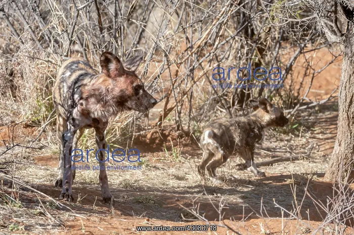 : African Wild Dog : African Wild Dog