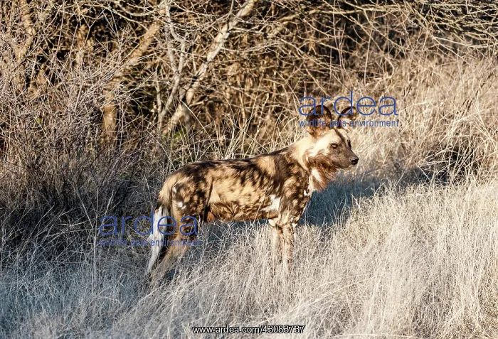 : African Wild Dog : African Wild Dog
