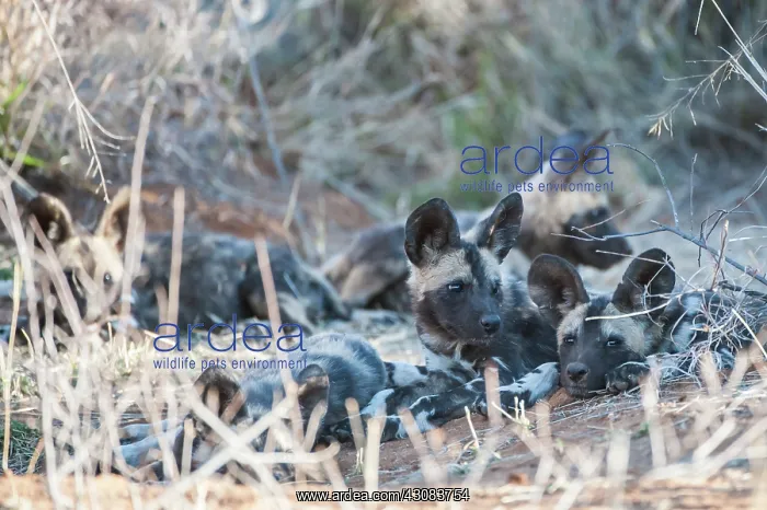 : African Wild Dog : African Wild Dog