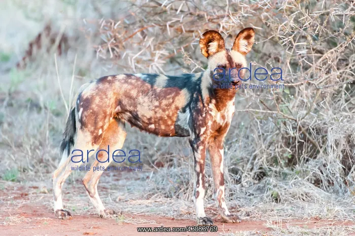 : African Wild Dog : African Wild Dog