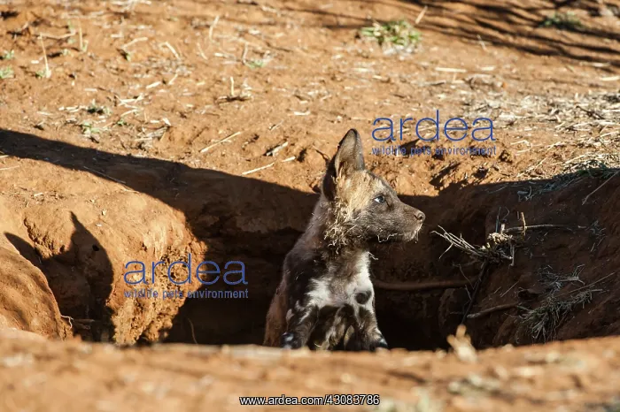 : African Wild Dog : African Wild Dog