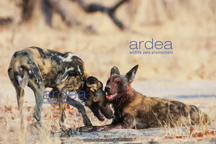 : African Wild Dog : African Wild Dog