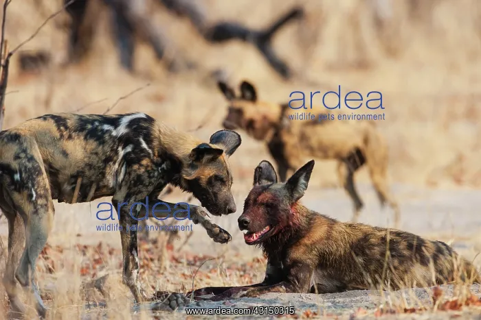 : African Wild Dog : African Wild Dog