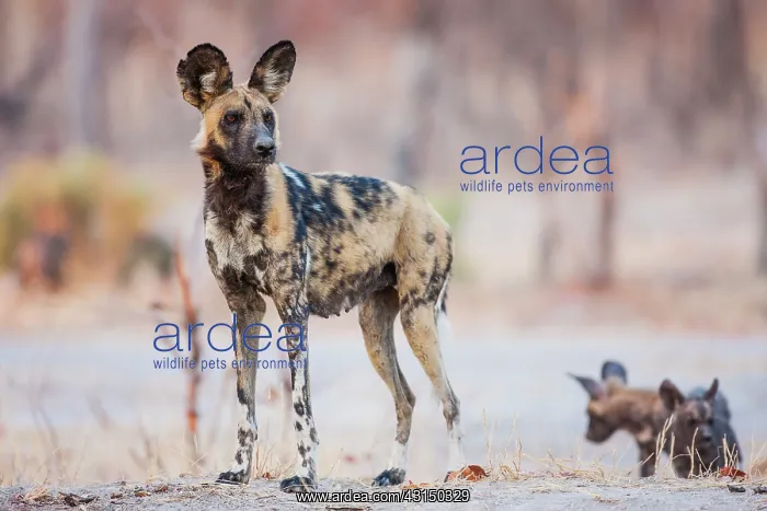 : African Wild Dog : African Wild Dog