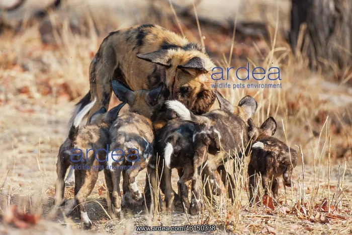 : African Wild Dog : African Wild Dog