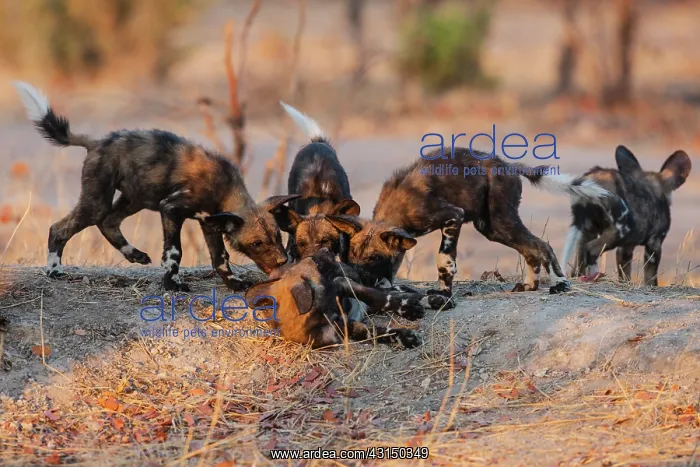 : African Wild Dog : African Wild Dog