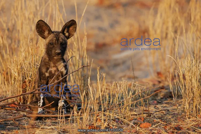 : African Wild Dog : African Wild Dog