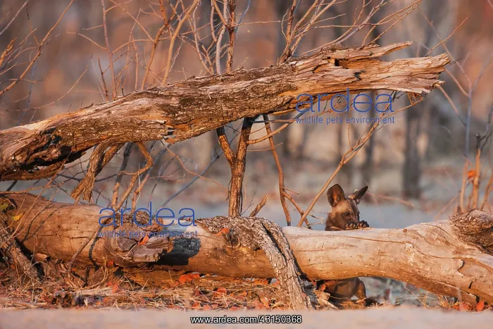  : African Wild Dog