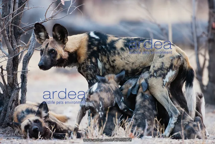  : African Wild Dog