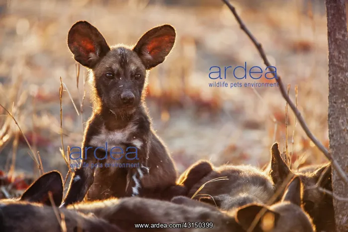 : African Wild Dog : African Wild Dog